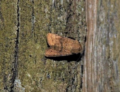 Hoplodrina sp.